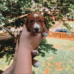 Strider - Red  male Goldendoodle puppy in Austin, Texas from Cedarcrest Goldendoodles
