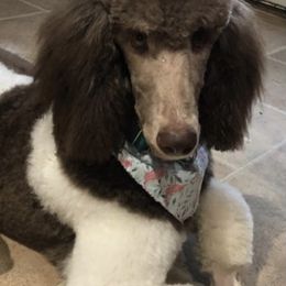 Poodles from Randi Poodles