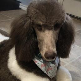 Poodles from Randi Poodles