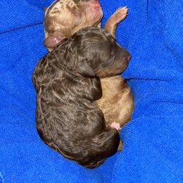 Poodle Puppies from Grandy’s Pretty Poodles