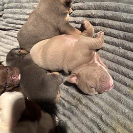 Aussiedoodle, Bulldog, Miniature Australian Shepherd, Poodle, and Toy Australian Shepherd Puppies from Mowry Creek Mini Aussiedoodles and More