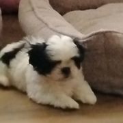 Maggie - Black and white female Shichon puppy in Bloomington, Indiana from Laura's Teddy Bears