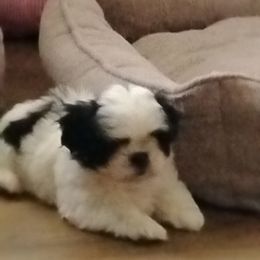 Maggie - Black and white female Shichon puppy in Bloomington, Indiana from Laura's Teddy Bears