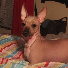 Xena - Xoloitzcuintli