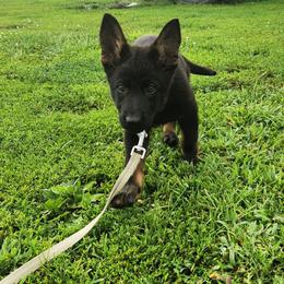 Purple collar - Black and tan female German Shepherd puppy in Ramsey, Illinois from Haus-Farr German Shepherds