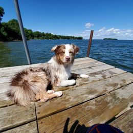 Miniature Australian Shepherd All Grown Up from Klatt's Mini Aussies