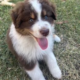 Australian Shepherd Puppies from Dream E River Ranch
