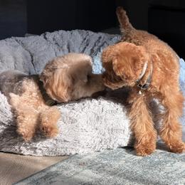 Poodle All Grown Up from R&R Goldendoodles