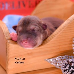 Boy 2- Callum - Alaskan Malamute puppy from North Shore Alaskan Malamutes