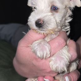 Peach - White female Miniature Schnauzer puppy in Calera, Alabama from Burnett Cove Kennels