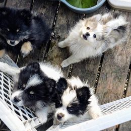 Pomeranian Puppies from Marvin & Theresa's Pomeranians