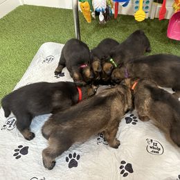 German Shepherd Puppies from 7OaksK9