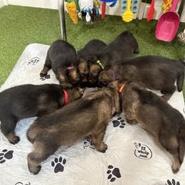 German Shepherd Puppies from 7OaksK9