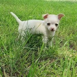 Pippin - Silver and white male Chihuahua puppy in Weatherford, Texas from Small and Mighty Chihuahuas
