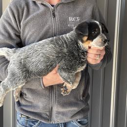 Eve - Male 1 - Blue male Australian Cattle Dog puppy in Jefferson, South Carolina from Blue Creek Farms