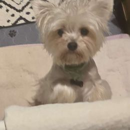 Priss - Yorkshire Terrier