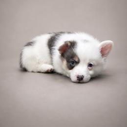 Twister - Blue male Pembroke Welsh Corgi puppy in Charleroi, Pennsylvania from Twilight Hollow Corgis