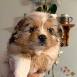 Cleopatra - Blue merle female Miniature Australian Shepherd puppy in Myakka City, Florida from Gable A Aussies