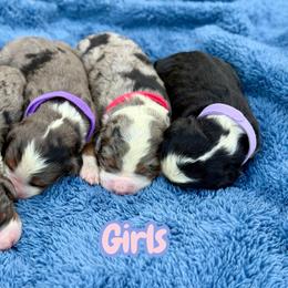 Girl 4 - Merle female Bernedoodle puppy in Vernon Center, Wisconsin from BrookeMarie’s Goldendoodle Love