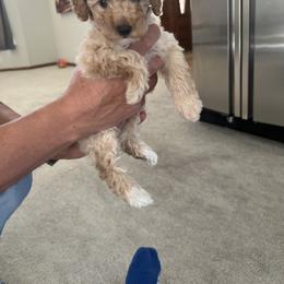 Poodle Puppies from ItalianToyPoodles