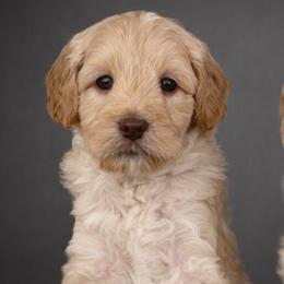Tuba - Caramel cream male Australian Labradoodle puppy in Londonderry, New Hampshire from Granite State Labradoodles