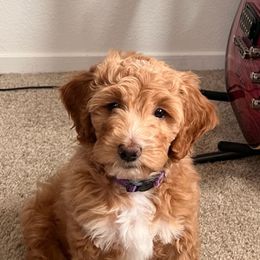 Aussiedoodle Puppies from Color Country Doodles