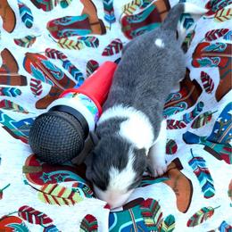 Patsy Cline - Blue female Border Collie puppy in Richland Hills, Texas from Bordercollieblues