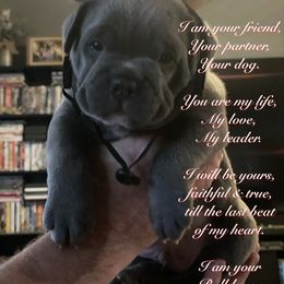 Olde English Bulldogge Puppies from Gods Of Olympus Bulldogges