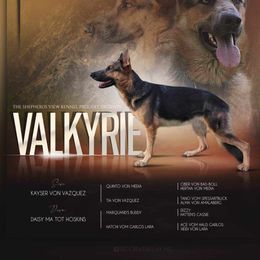 Valkyrie - German Shepherd
