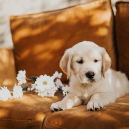 Golden Retriever Puppies from Rosemary Goldens