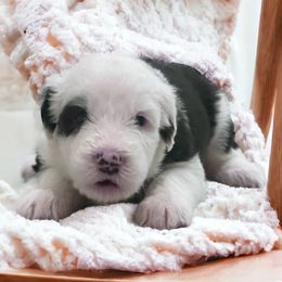 Old English Sheepdog Puppies from Desert Sheepies