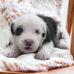 Old English Sheepdog Puppies from Desert Sheepies