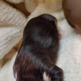 Miniature Australian Shepherd Puppies from Barnyard Mini Aussies