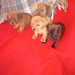 Dachshund Puppies from Elzy Family