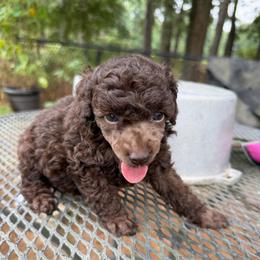 Probably - Brown male Poodle puppy in Florence County, South Carolina from Modern Family Standards
