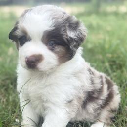 Liberty - Blue merle female Miniature Australian Shepherd puppy in Granbury, Texas from Jubilee Acres