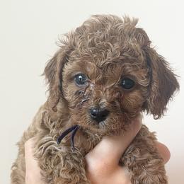 Raspberry - Red female Cavapoo puppy in Greenville, South Carolina from Reedy River Doodles