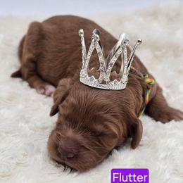 Flutter - Red  female Goldendoodle puppy in Neillsville, Wisconsin from Granton Creek
