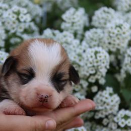 Bella - Red female Pembroke Welsh Corgi puppy in Pollock, Missouri from Northstar