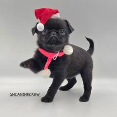 Butterball - Black male Brussels Griffon puppy in New Stanton, Pennsylvania from GN Canine Crew