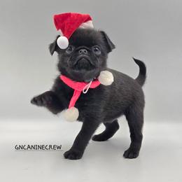 Butterball - Black male Brussels Griffon puppy in New Stanton, Pennsylvania from GN Canine Crew