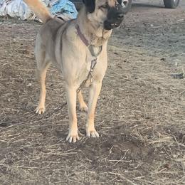 Athena - Anatolian Shepherd Dog