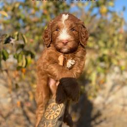 Reign - Red  male Goldendoodle puppy in Waterford, California from Alvdoodles