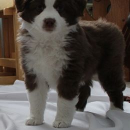 Miniature American Shepherds from A2Z Mini American Sheperds