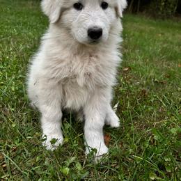 Romania - purple collar girl - White female Maremma Sheepdog puppy in Kalamazoo, Michigan from Wild at Farm