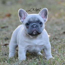 French Bulldog and Pembroke Welsh Corgi Puppies from Little Women's Kennel
