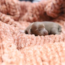 Dachshund Puppies from Miniature Alphas Dachshunds