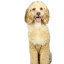 Honey - Goldendoodle