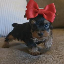 Yorkshire Terrier Puppies from 5 River Puppies