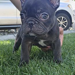 French Bulldog Puppies from Edgewater Frenchies